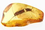Detailed Fossil Silverfish (Zygentoma) In Baltic Amber - Rare #328119-2
